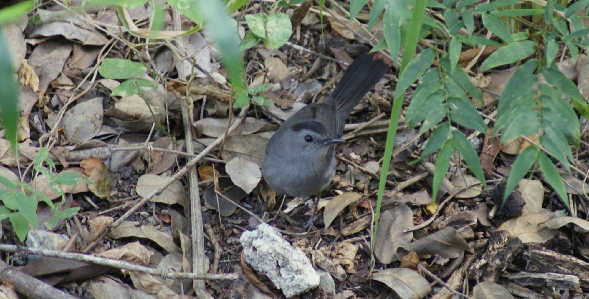 Mini Pini Birdwatching And Cenote Loft4 Only Holiday home Cozumel