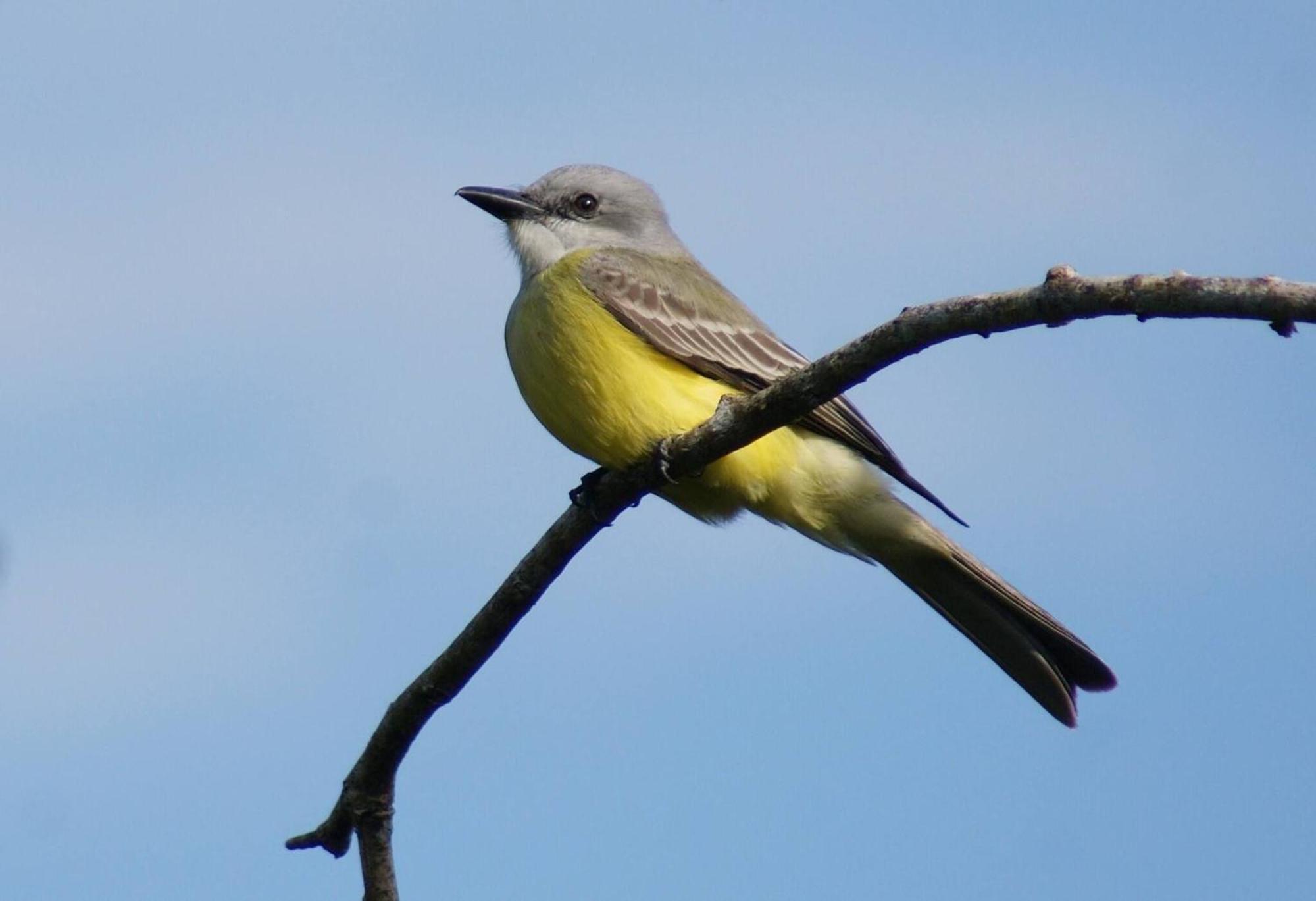 Mini Pini Birdwatching And Cenote Loft4 Only Holiday home Cozumel