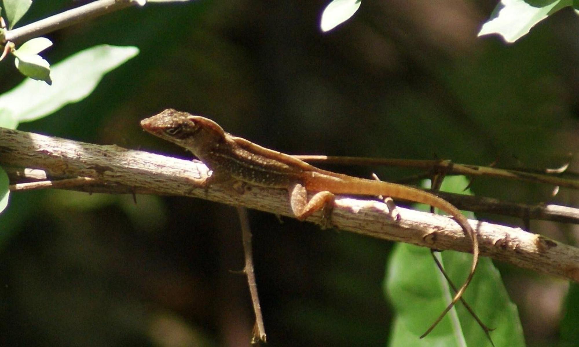 Mini Pini Birdwatching And Cenote Loft4 Only Cozumel