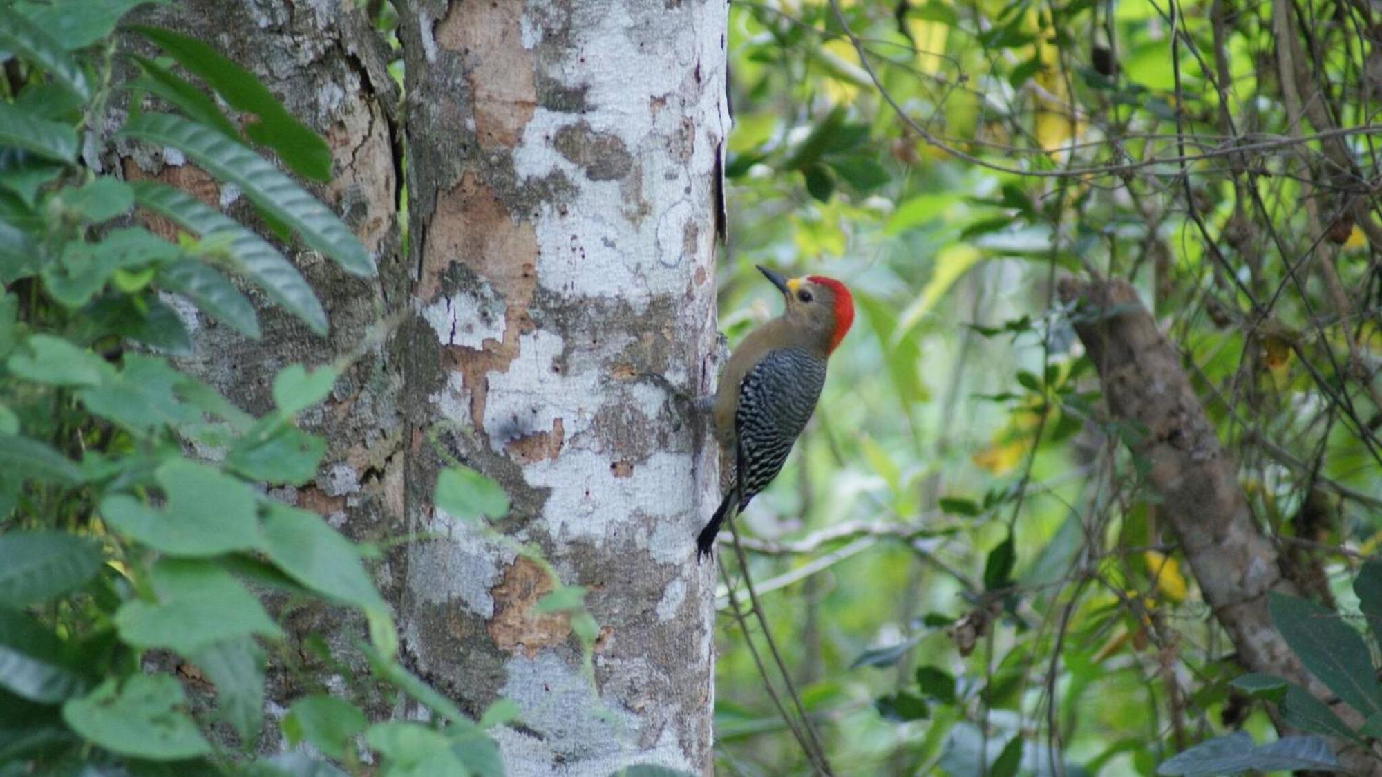 Holiday home Mini Pini Birdwatching And Cenote Loft4 Only *