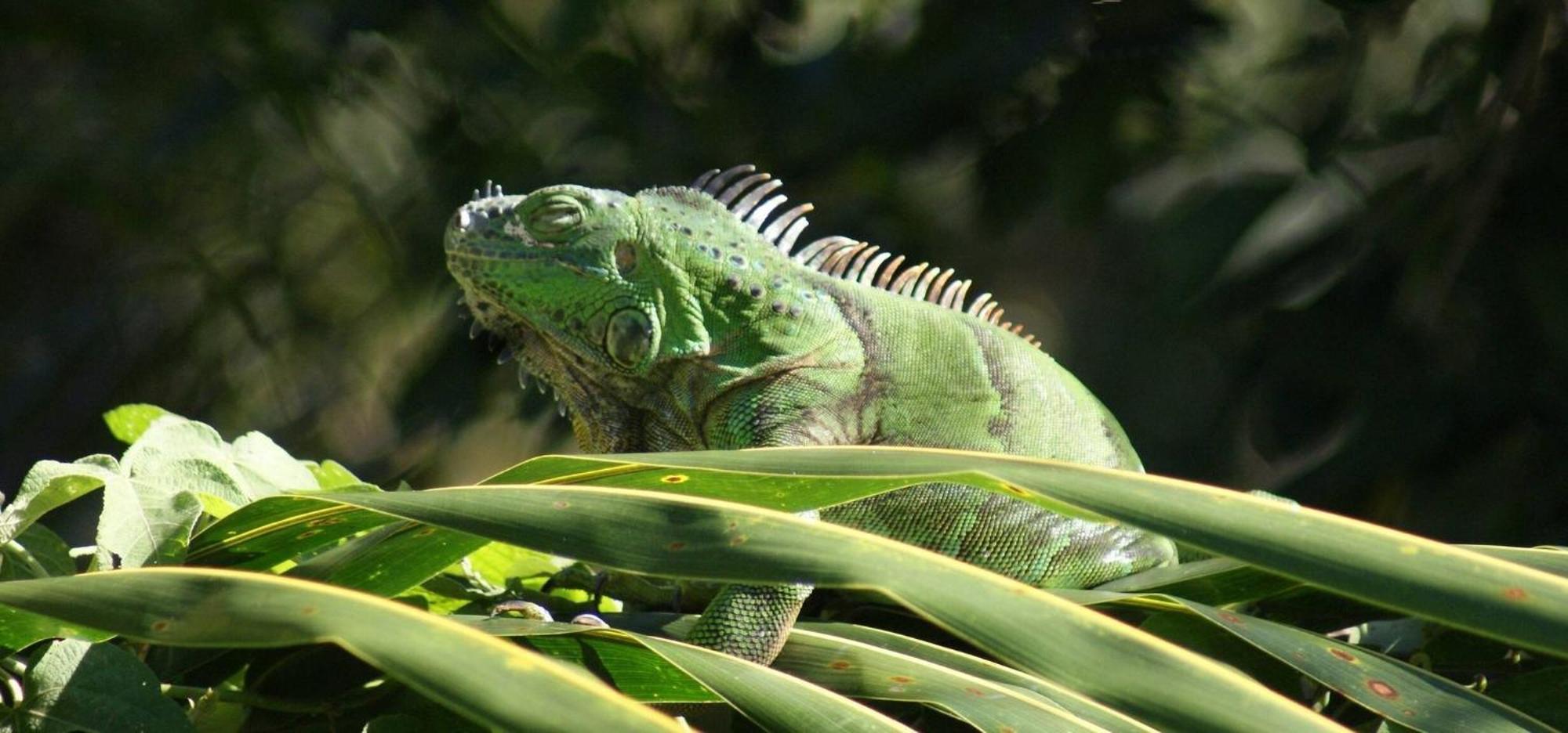 Hébergement de vacances Mini Pini Birdwatching And Cenote Loft4 Only *