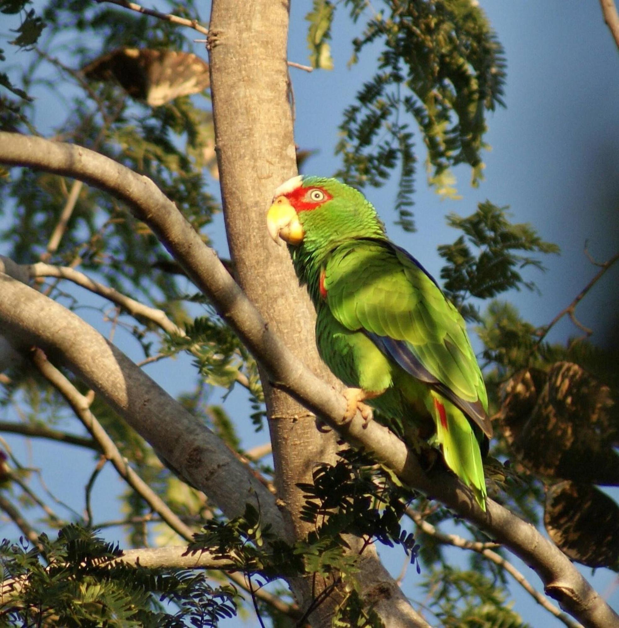 Mini Pini Birdwatching And Cenote Loft4 Only * Cozumel